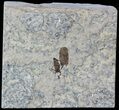 Fossil March Fly (Plecia) - Green River Formation #47165-1